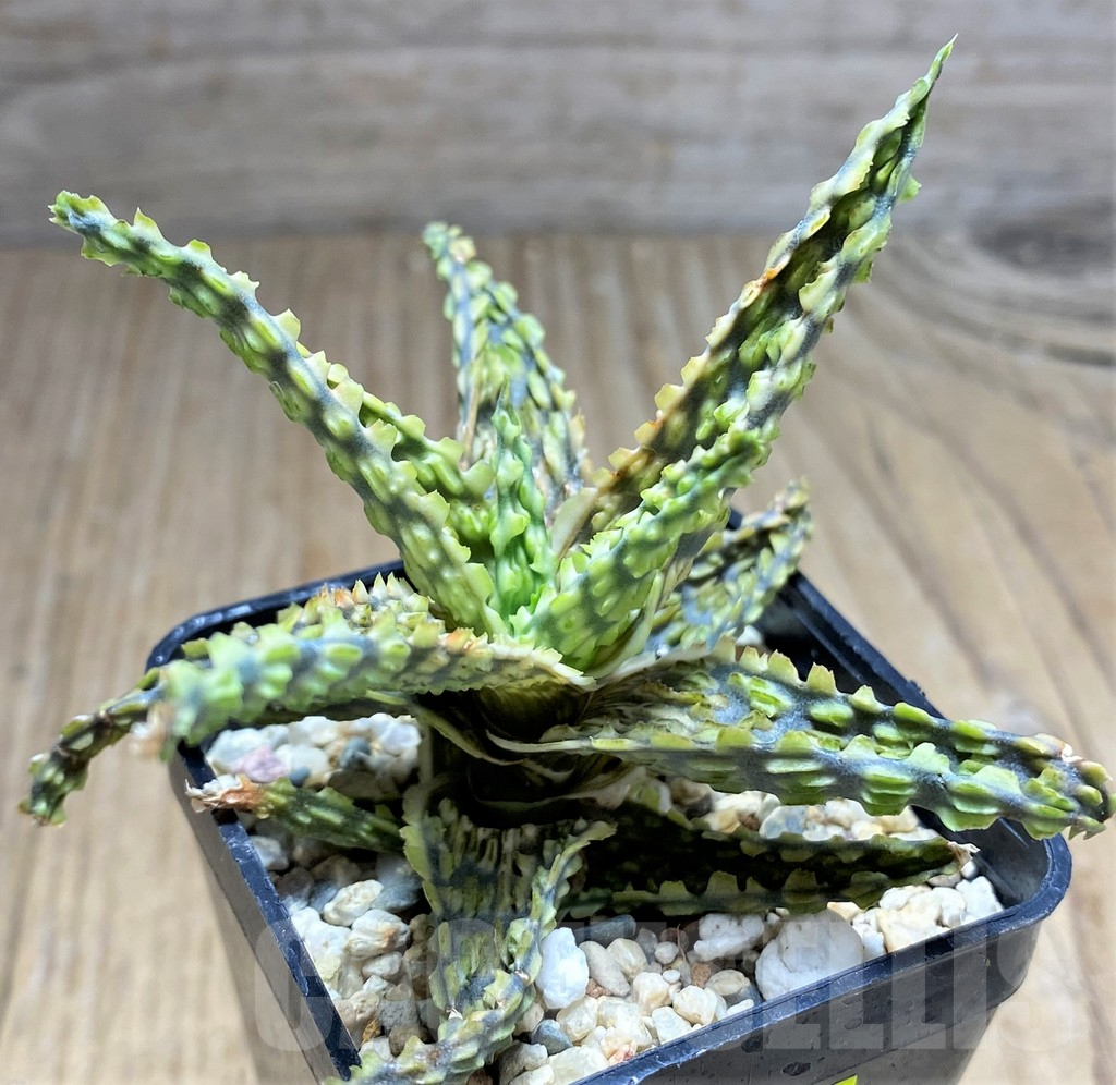SHPR29834 Aloe hybrid - Imagen 3