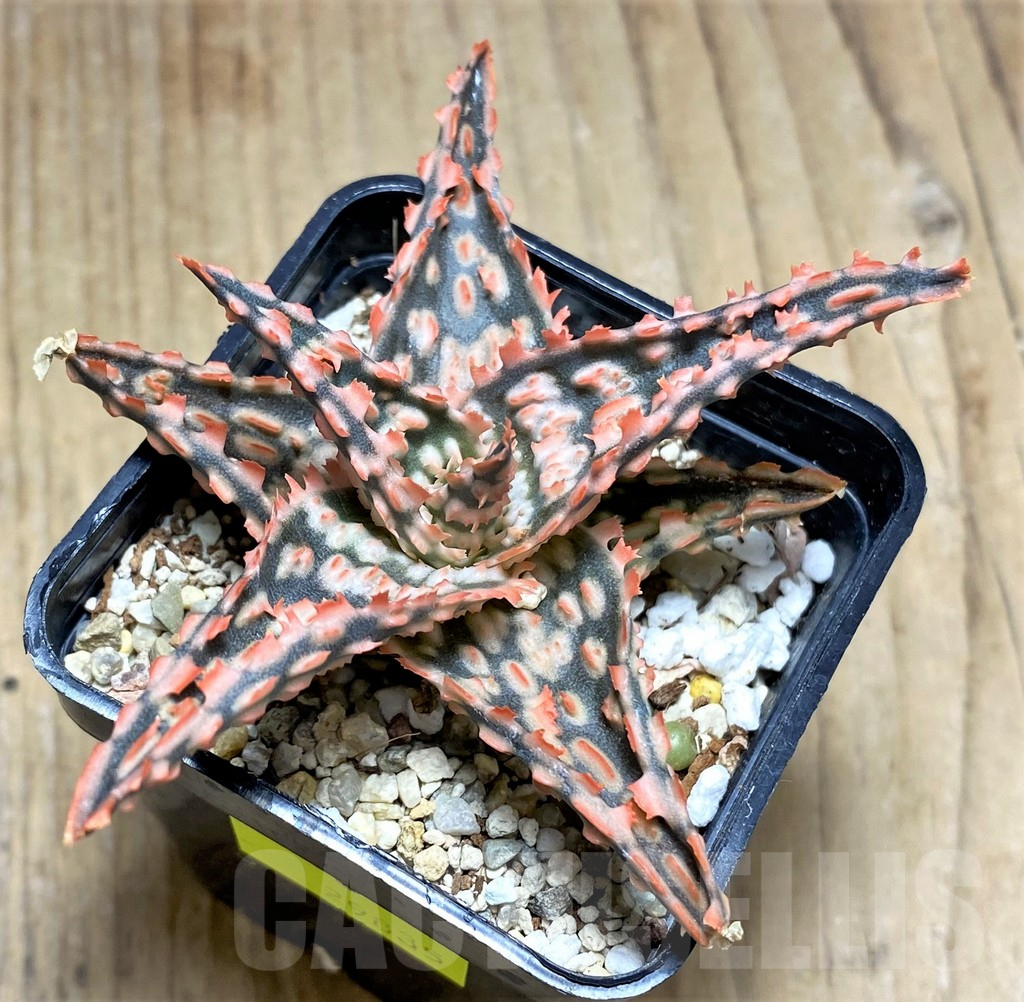 SHPR29835 Aloe hybrid - Imagen 2