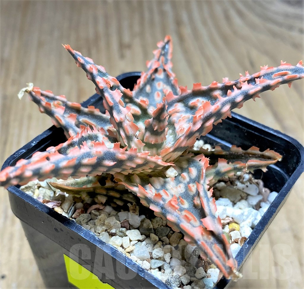 SHPR29835 Aloe hybrid