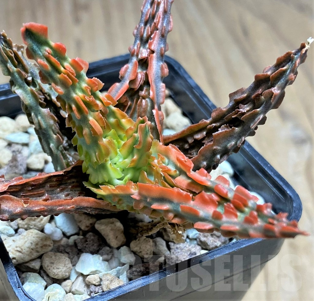 SHPR29836 Aloe hybrid
