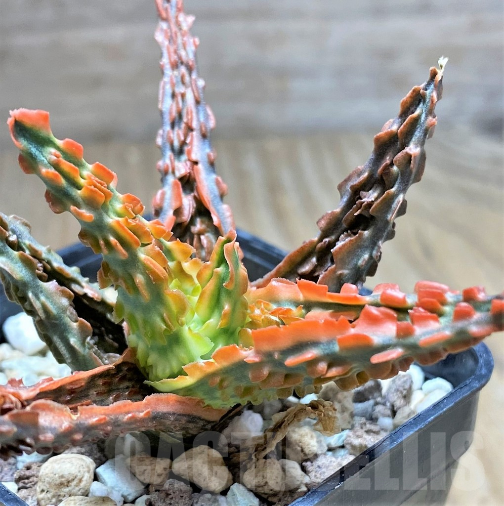 SHPR29836 Aloe hybrid - Obrázek 2