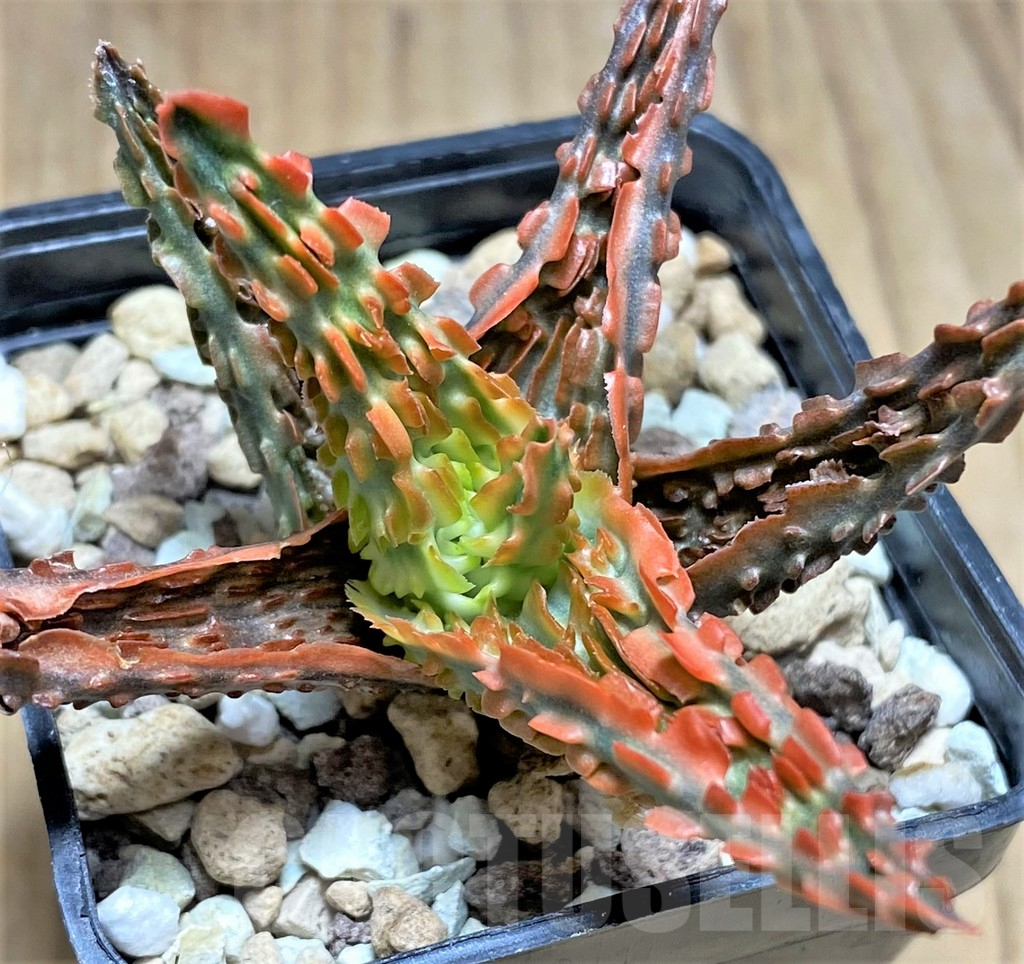 SHPR29836 Aloe hybrid - Obrázek 3