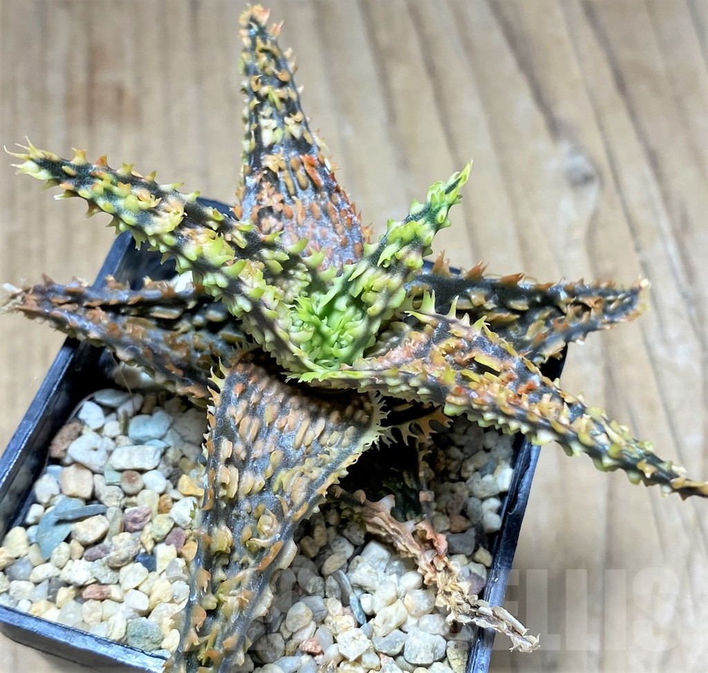 SHPR29838 Aloe hybrid - Imagen 2