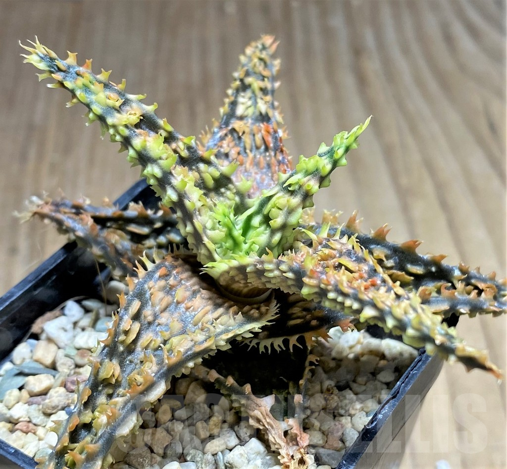 SHPR29838 Aloe hybrid