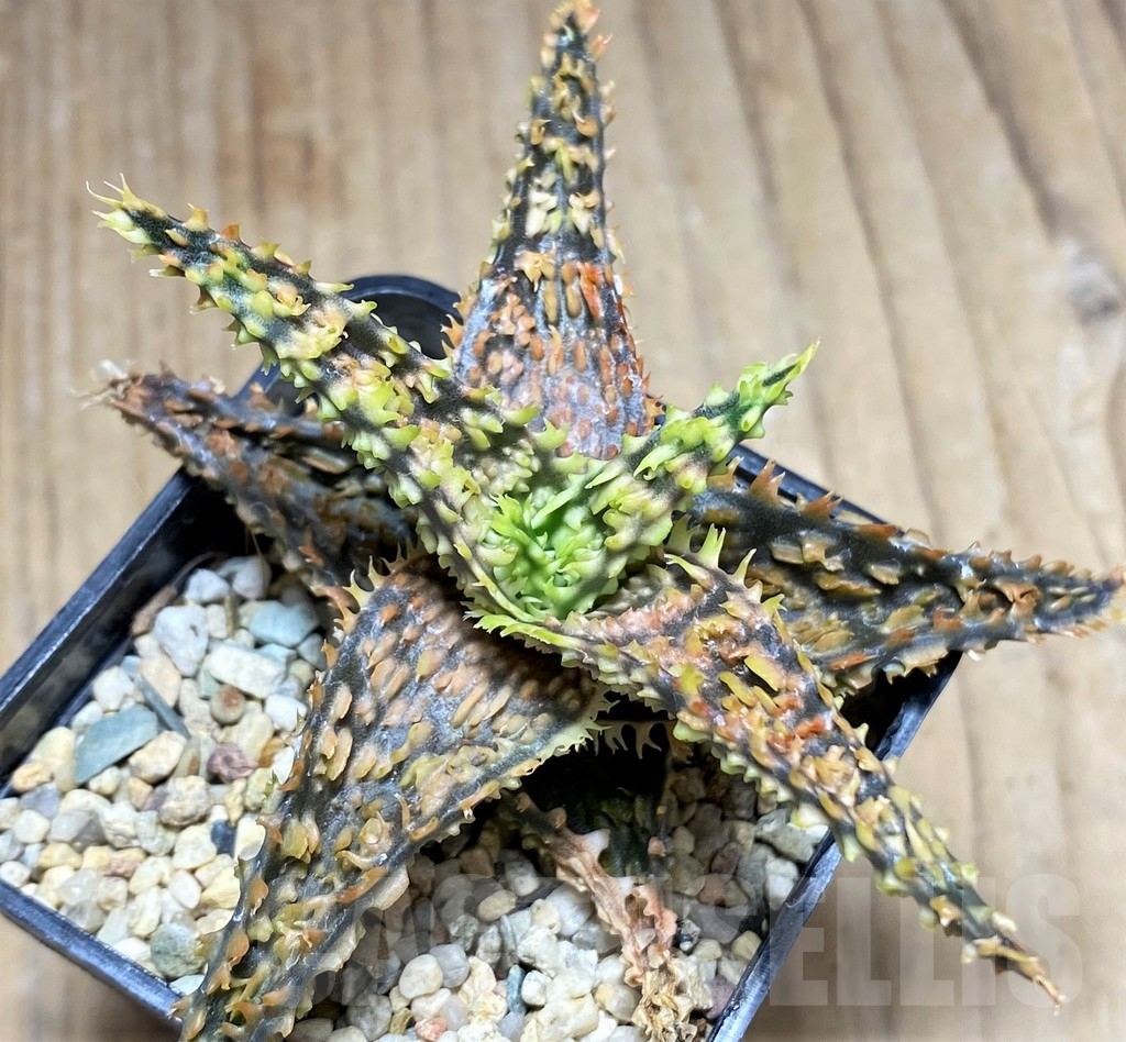 SHPR29838 Aloe hybrid - Imagen 3