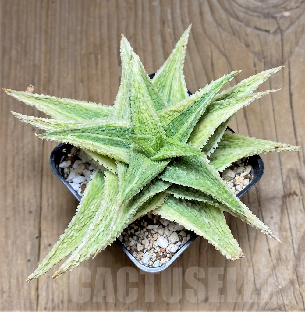 SHPR29848 Aloe TCT hybrid f. variegata
