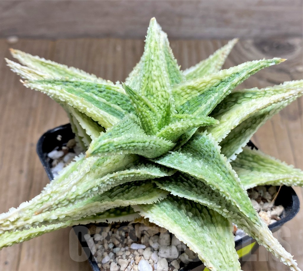 SHPR29848 Aloe TCT hybrid f. variegata - Image 2