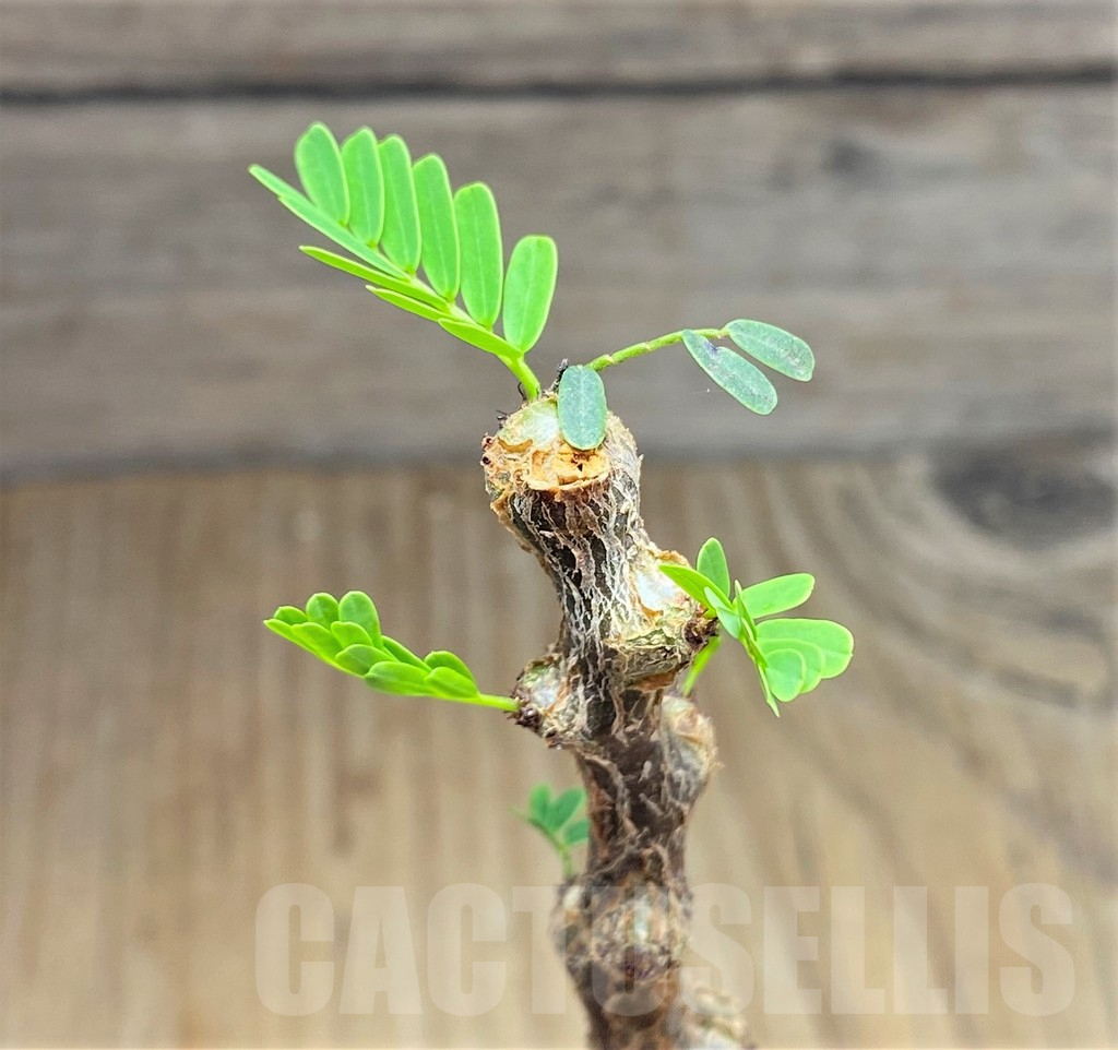 SHPR29849 Senna meridionalis