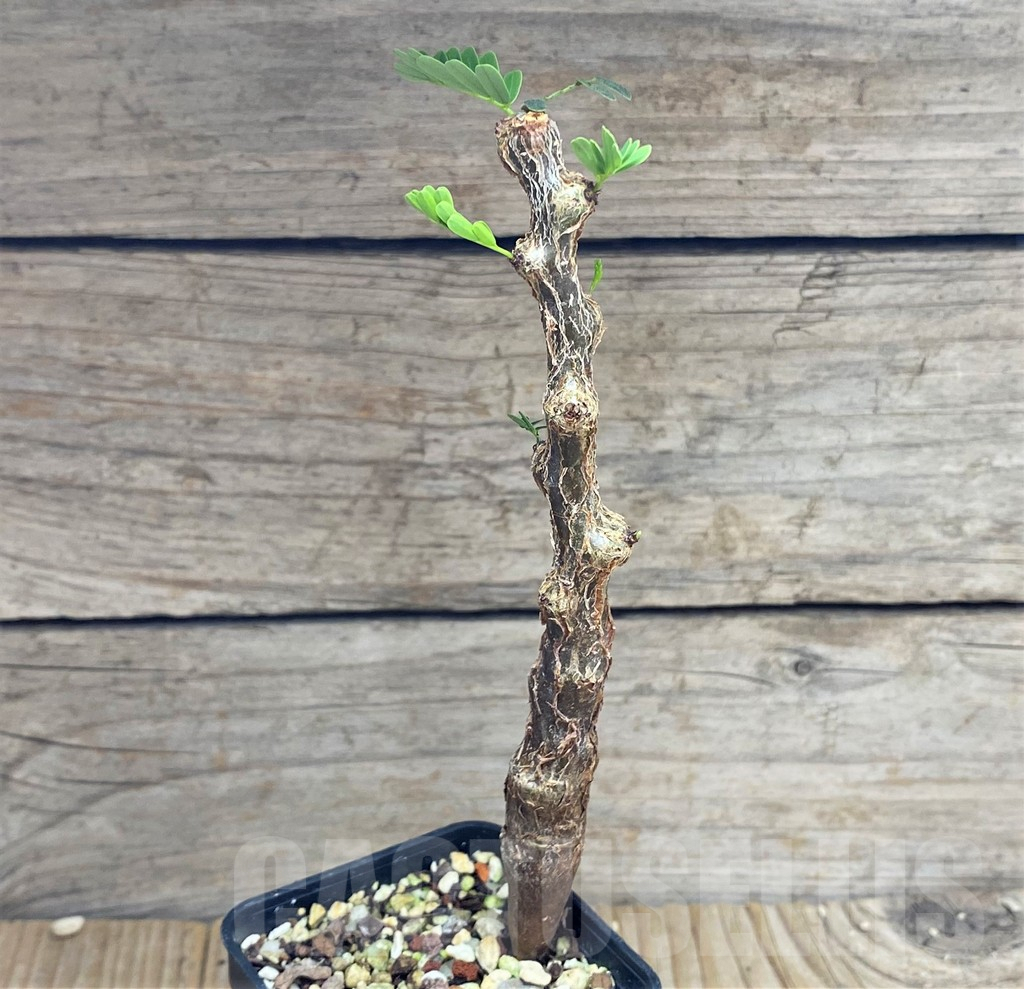 SHPR29849 Senna meridionalis - Image 2