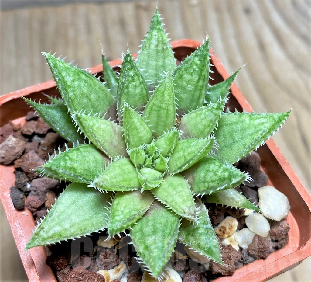 SHPR29942 Haworthia herbacea hybrid