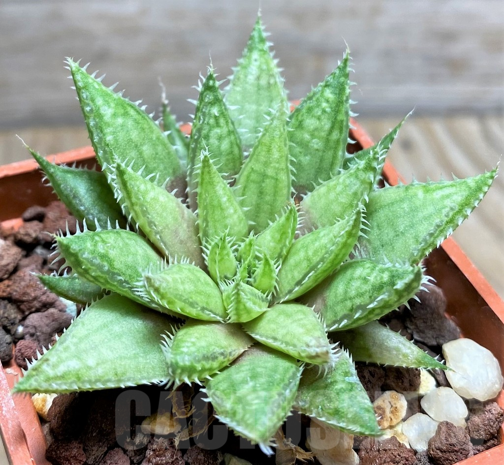 SHPR29942 Haworthia herbacea hybrid - Imagen 2