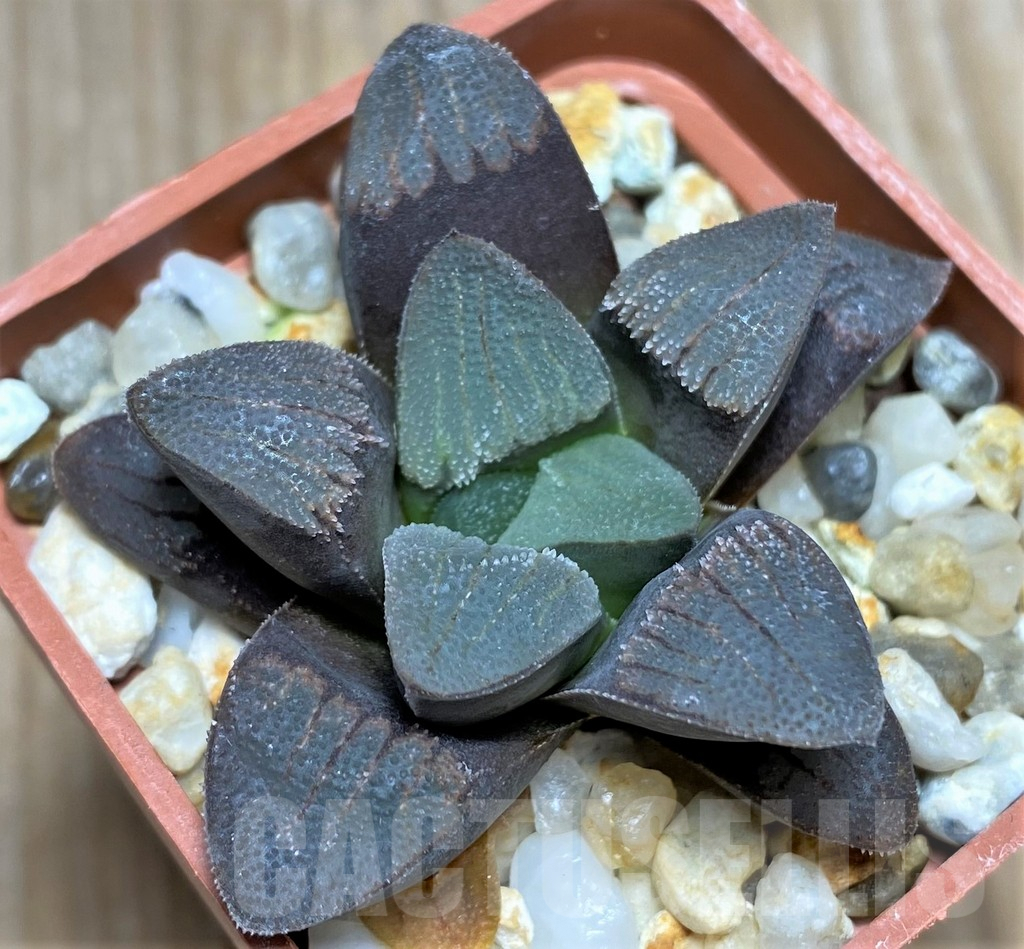 SHPR29943 Haworthia bayeri x pygmaea