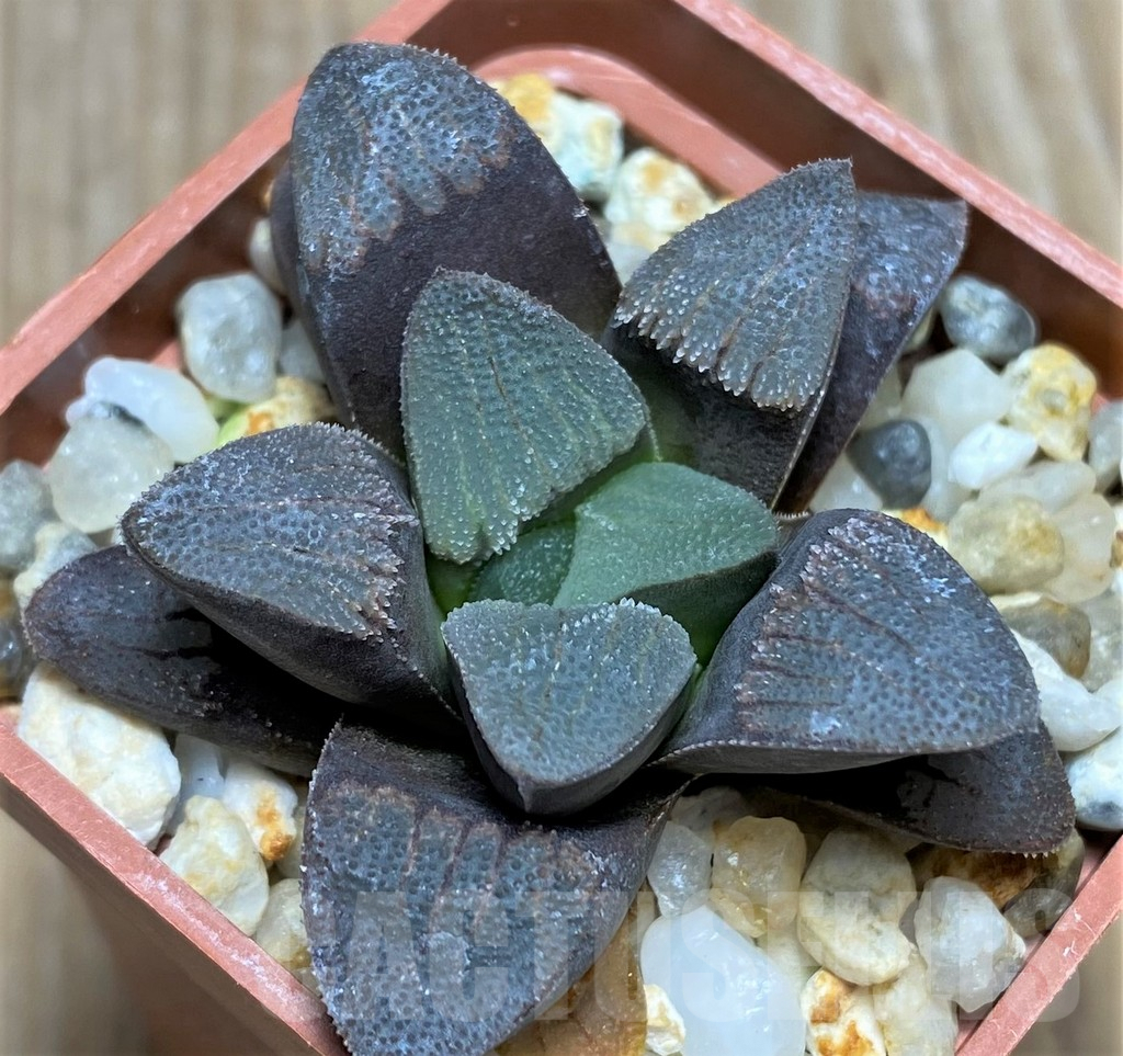 SHPR29943 Haworthia bayeri x pygmaea – Image 2
