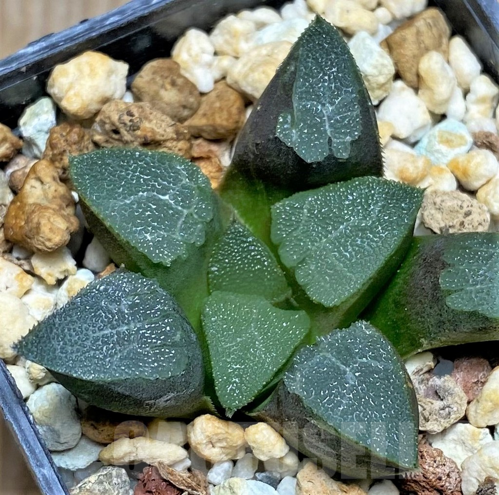 SHPR29945 Haworthia bayeri -Japan- - Imagen 2