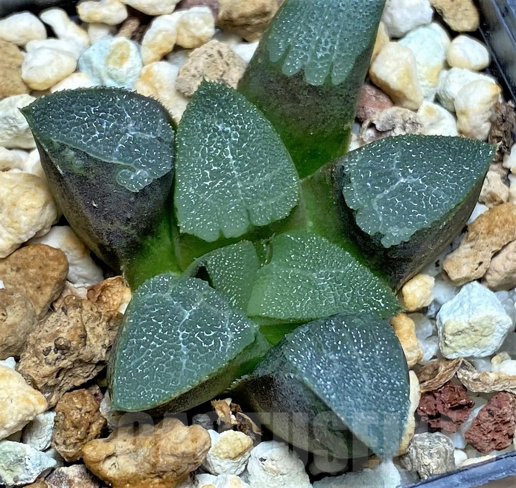 SHPR29945 Haworthia bayeri -Japan-