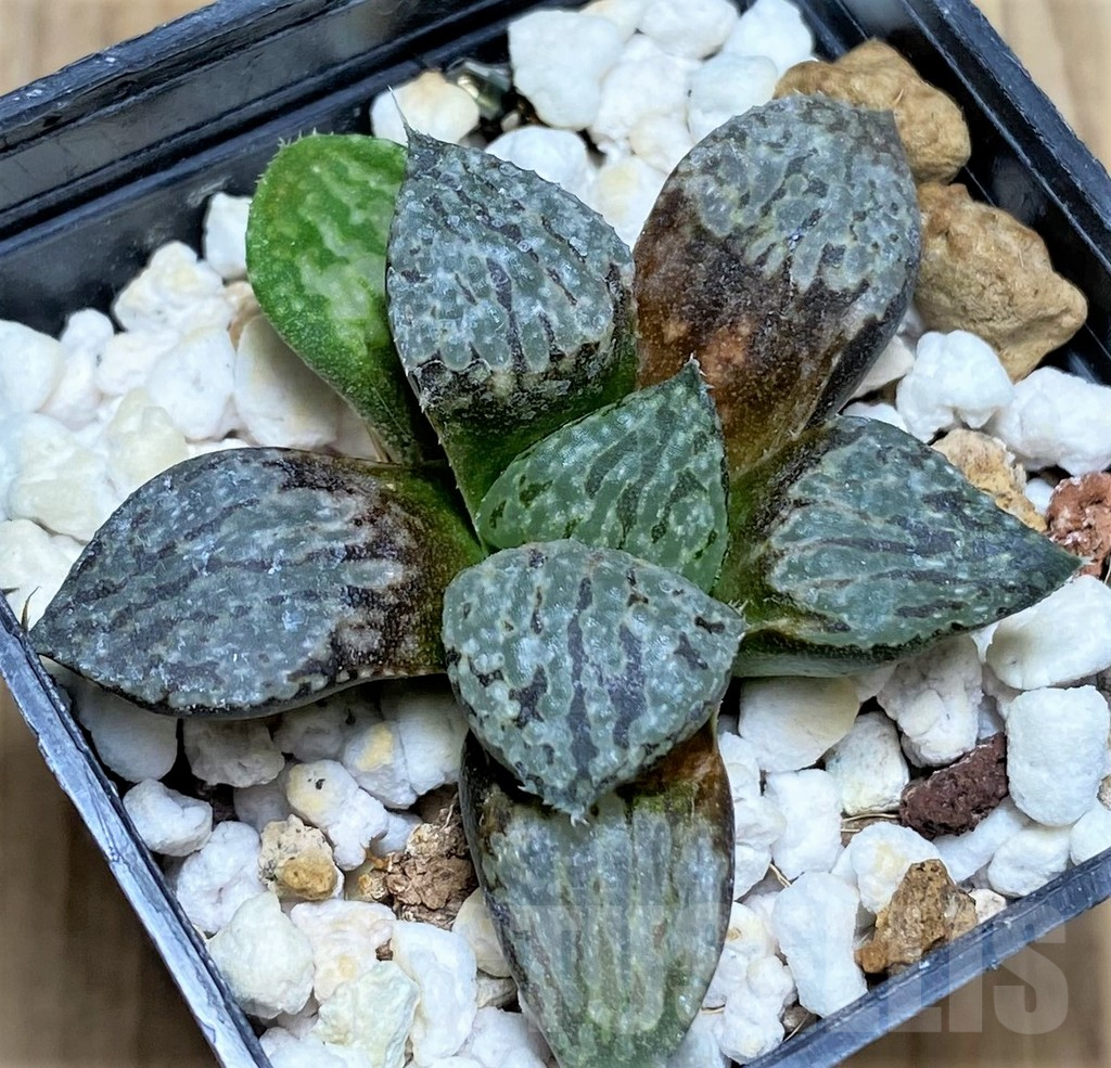 SHPR29951 Haworthia picta -Japan-