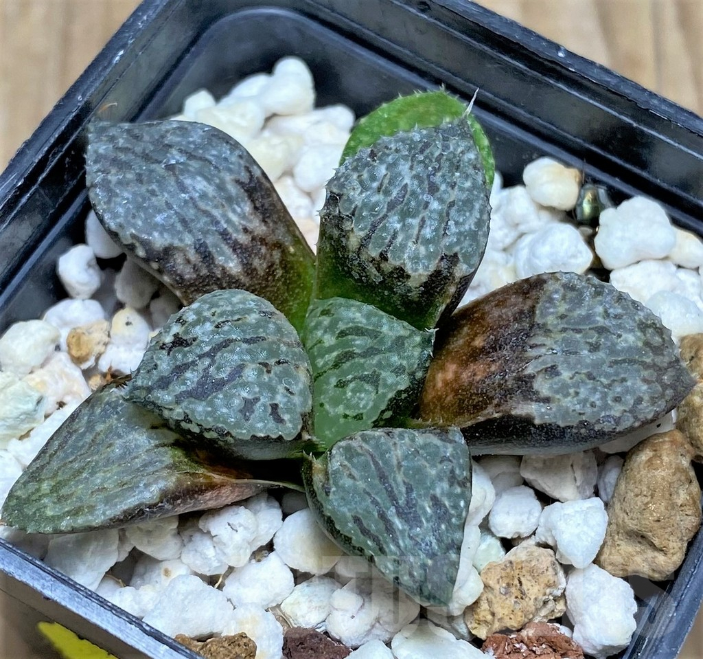 SHPR29951 Haworthia picta -Japan- - Imagen 2