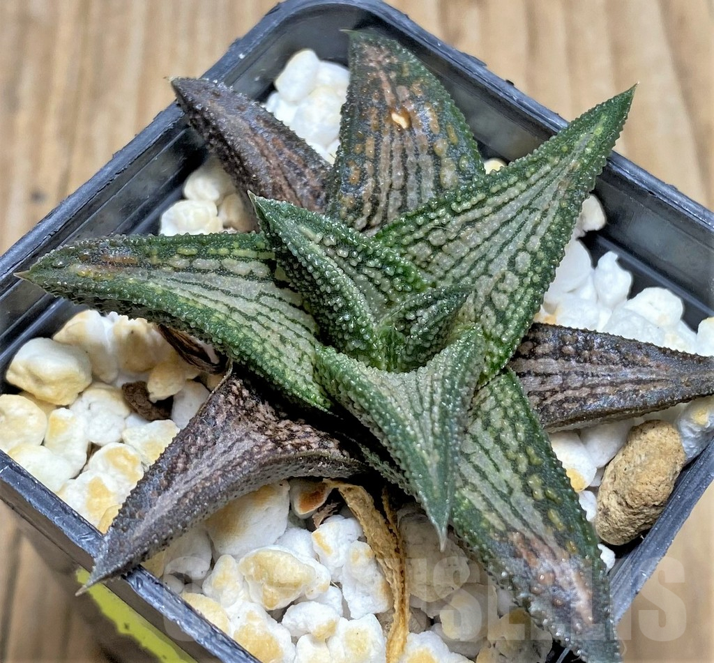 SHPR29953 Haworthia 'Kintaikyo' - Obrázek 2