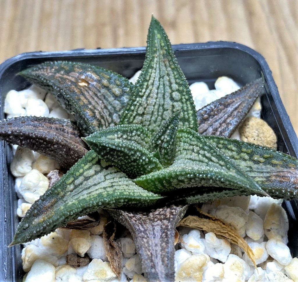 SHPR29953 Haworthia 'Kintaikyo'