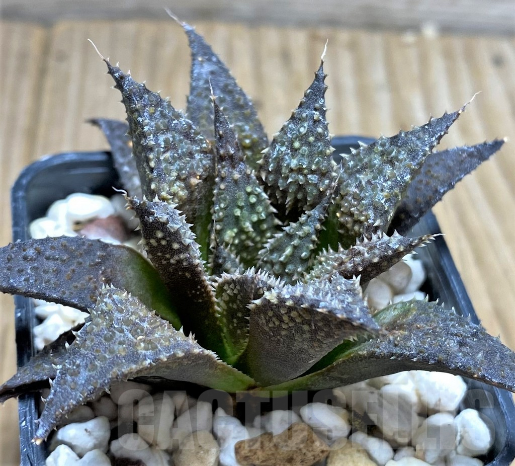 SHPR29955 Haworthia pulchella hybrid