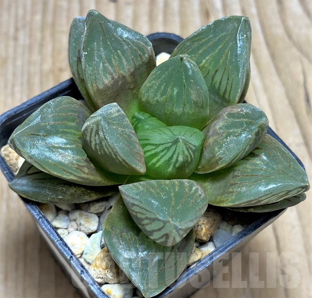 SHPR29956 Haworthia obtusa 'Black star' - Obrázek 2