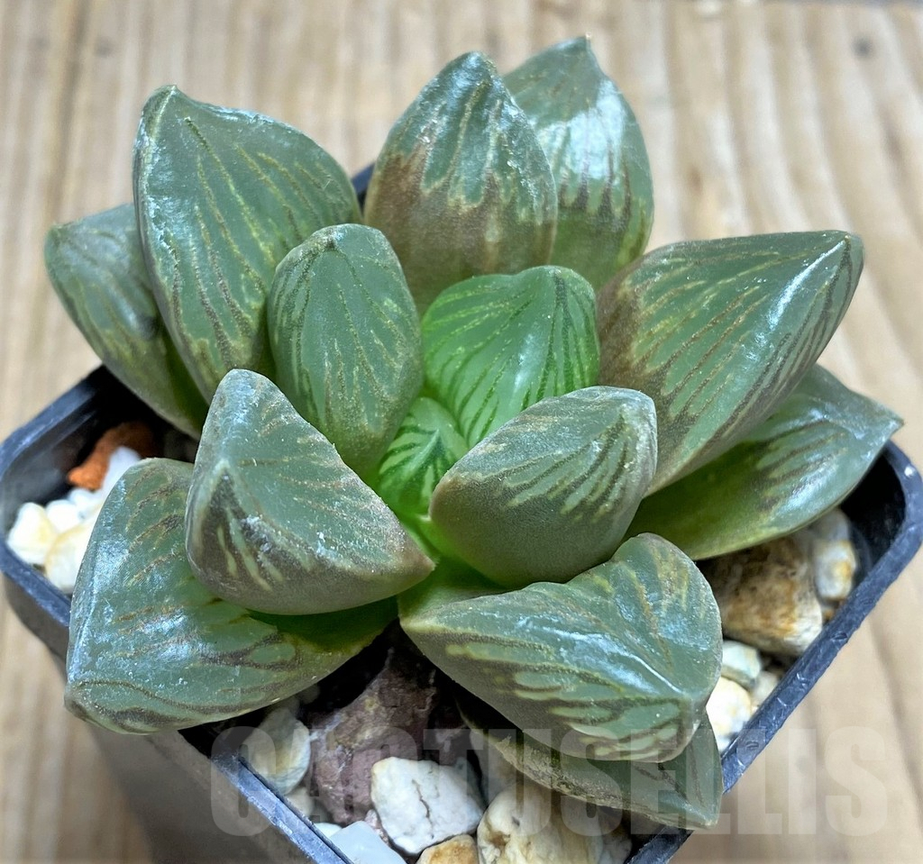 SHPR29956 Haworthia obtusa 'Black star'