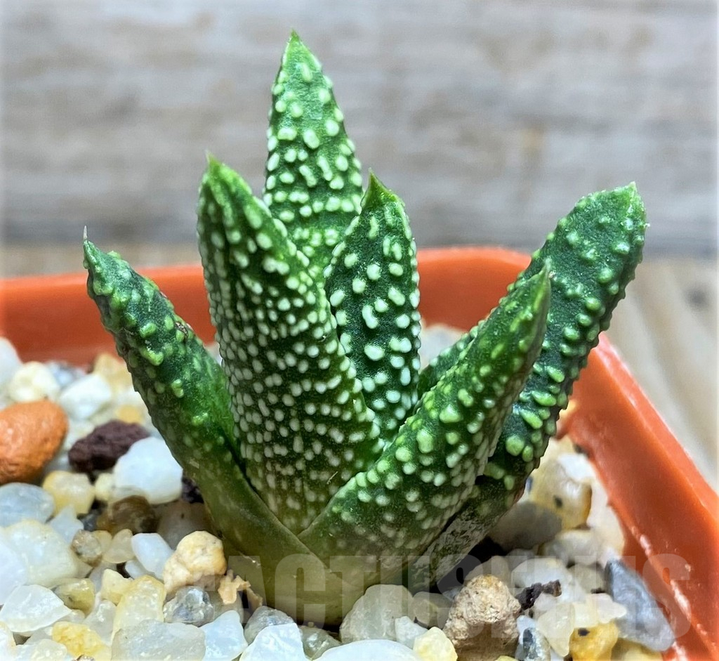 SHPR29962 Haworthia pumila