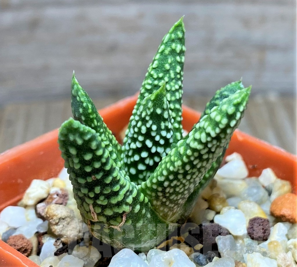 SHPR29962 Haworthia pumila - Obrázek 2