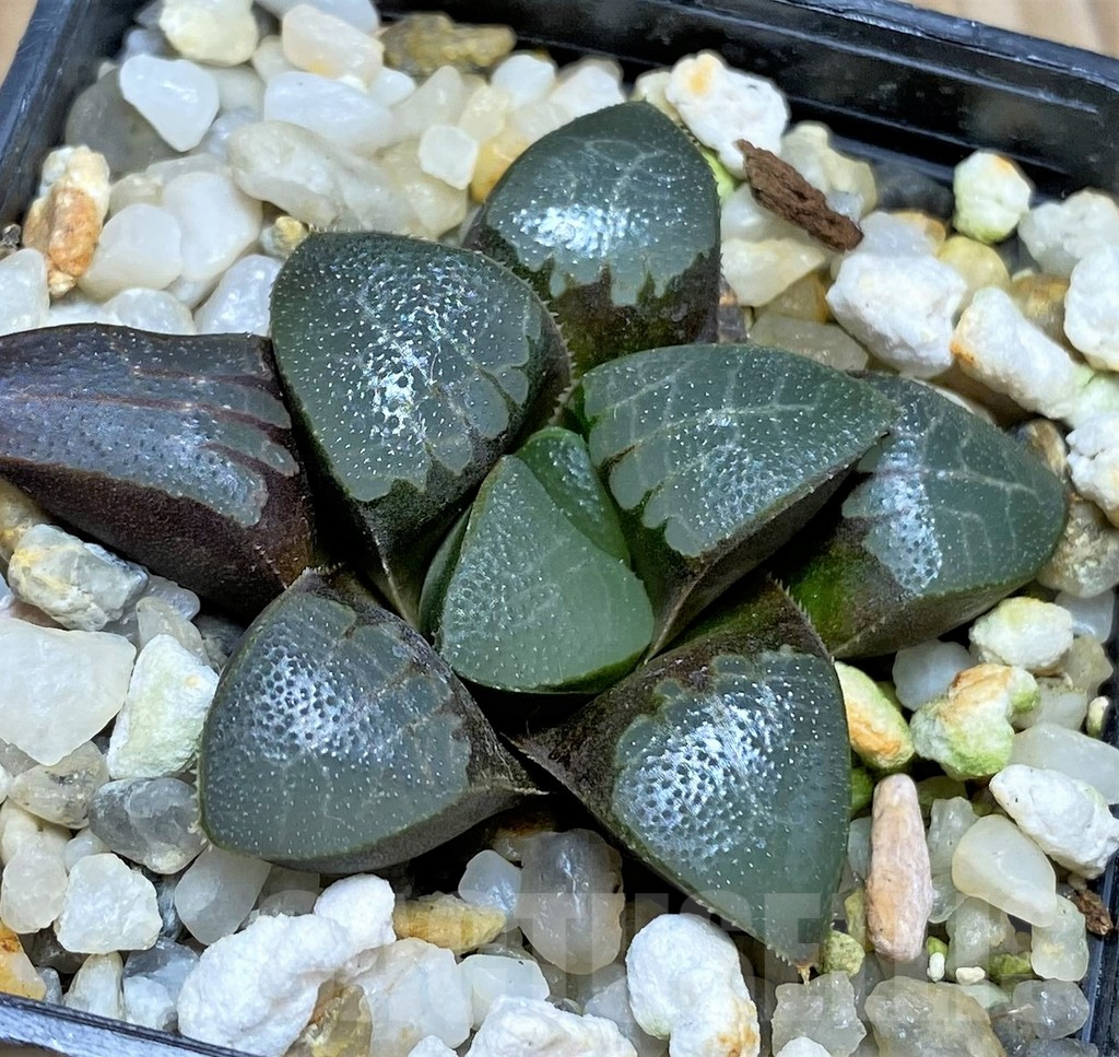 SHPR29963 Haworthia bayeri x springbokvlakensis
