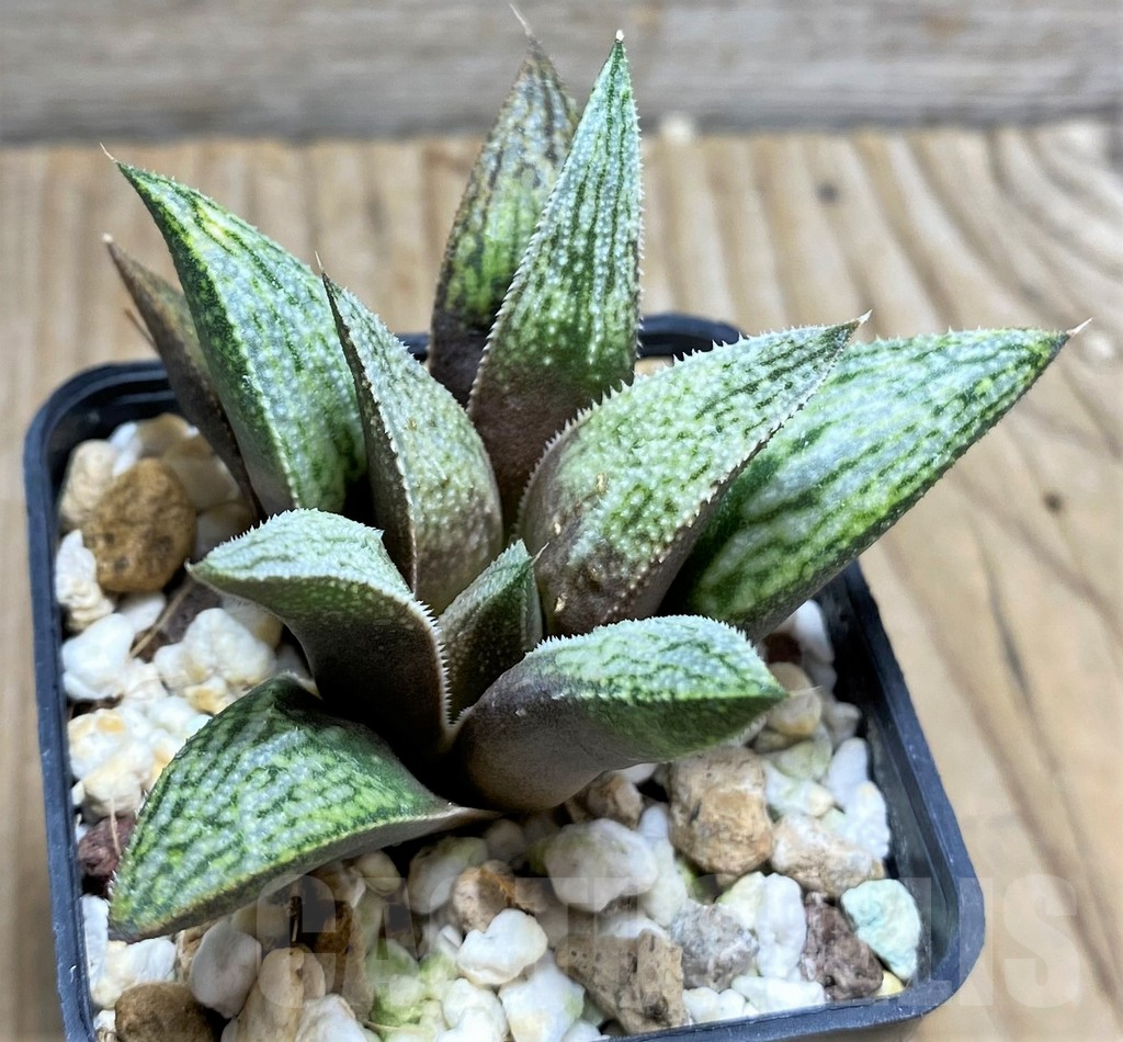 SHPR29964 Haworthia 'Metallica' x splendens