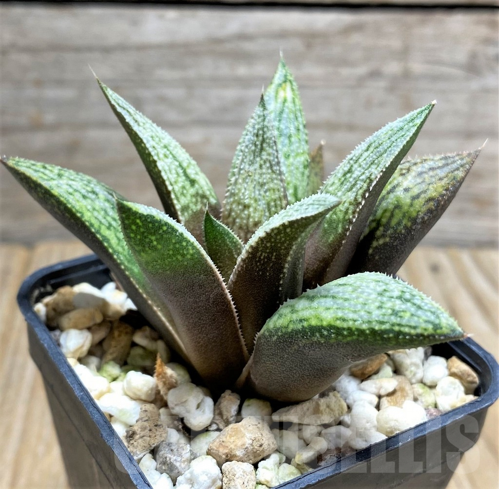 SHPR29964 Haworthia 'Metallica' x splendens - Obrázek 2