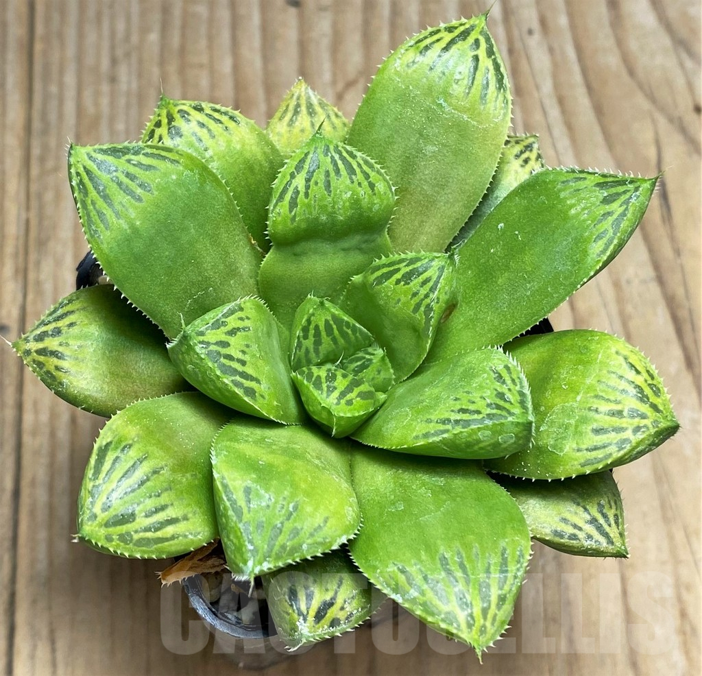 SHPR29965 Haworthia cuspidata hybrid