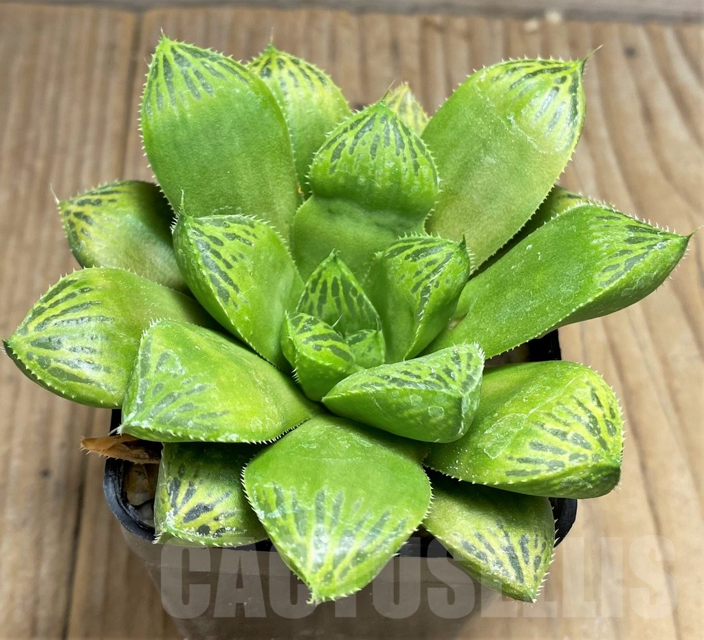 SHPR29965 Haworthia cuspidata hybrid - Obrázek 2