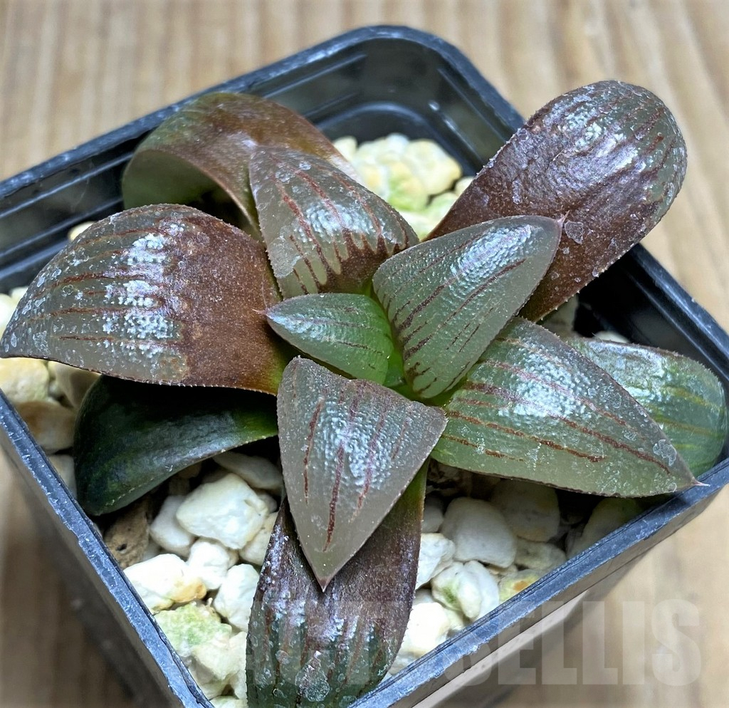 SHPR29967 Haworthia atrofusca HA4 - immagine 2