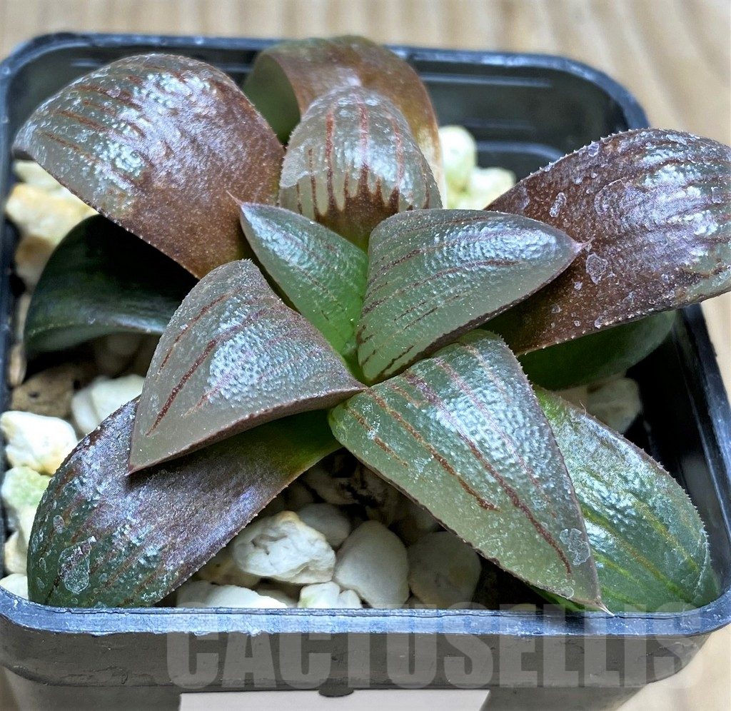 SHPR29967 Haworthia atrofusca HA4