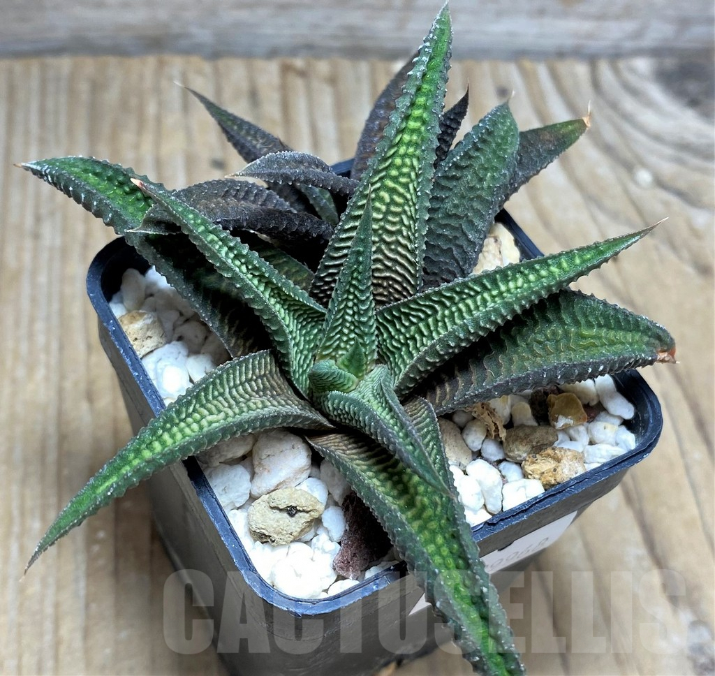 SHPR29968 Haworthia koelmaniorum x limifolia v. striata - Obrázek 2