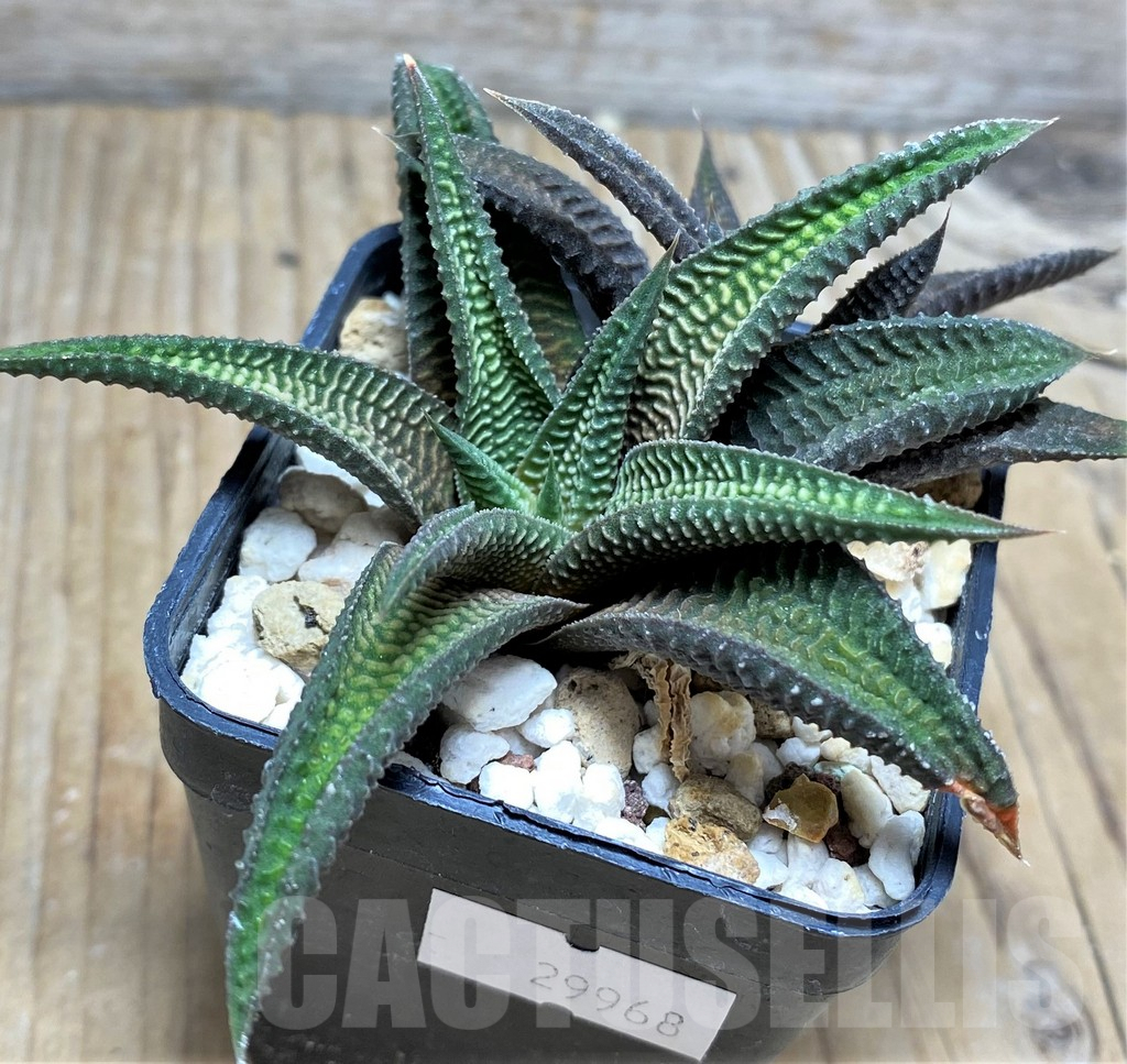 SHPR29968 Haworthia koelmaniorum x limifolia v. striata