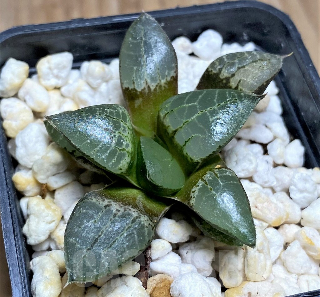 SHPR29969 Haworthia comptoniana -Select form- - Obrázek 2