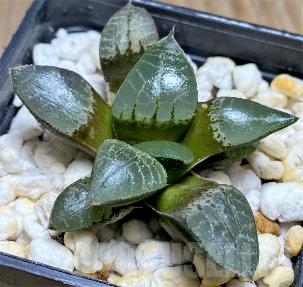 SHPR29969 Haworthia comptoniana -Select form-