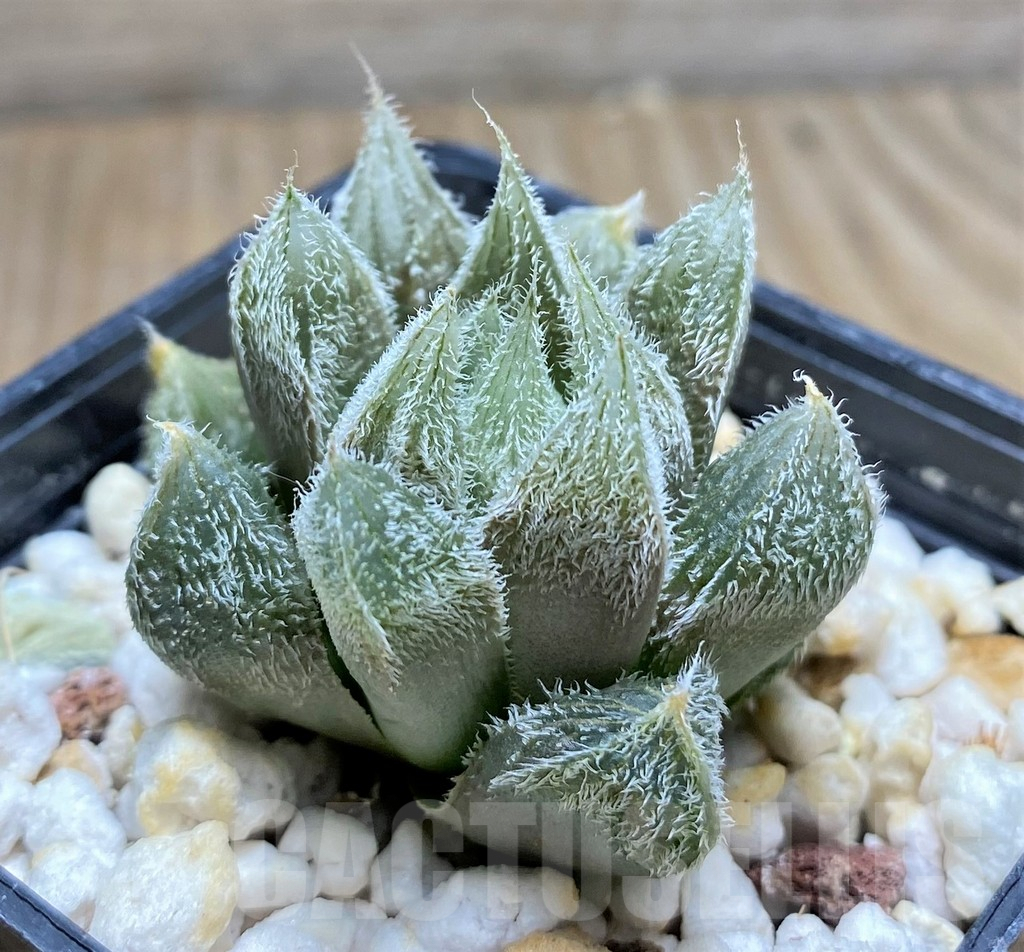 SHPR29970 Haworthia cooperi v. venusta