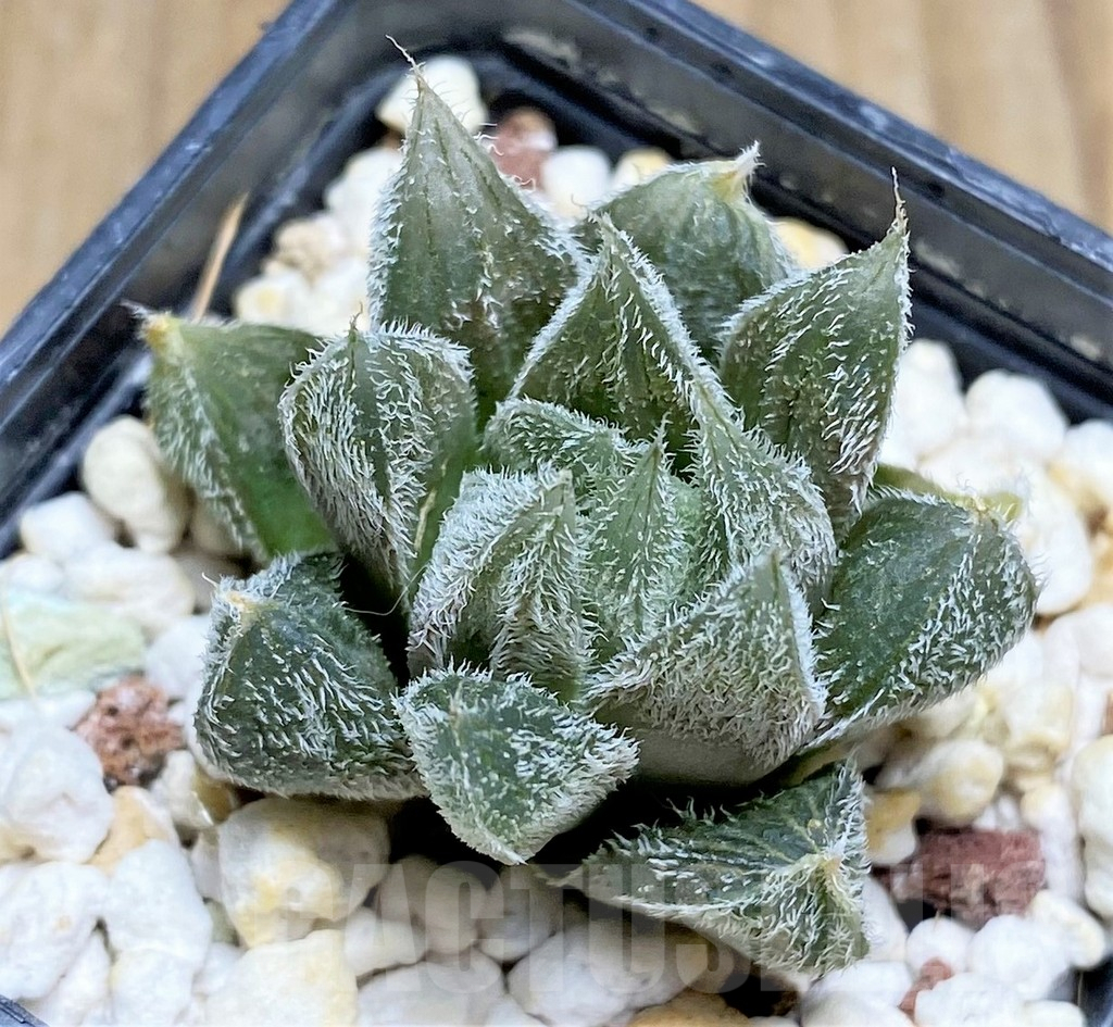 SHPR29970 Haworthia cooperi v. venusta - Obrázek 2