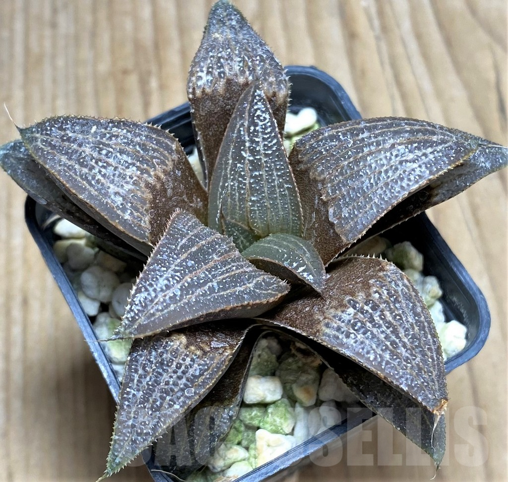 SHPR29971 Haworthia splendens -Black form-
