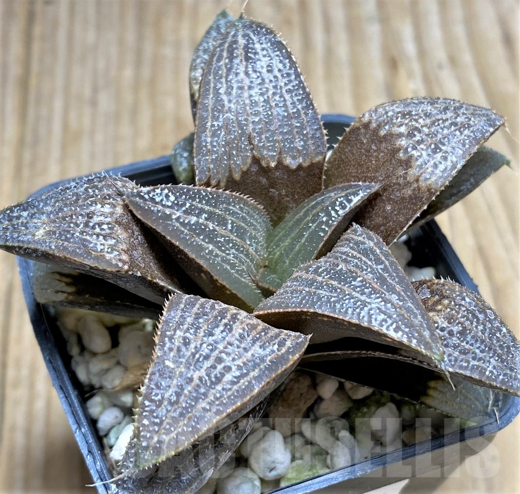 SHPR29971 Haworthia splendens -Black form- - Image 2