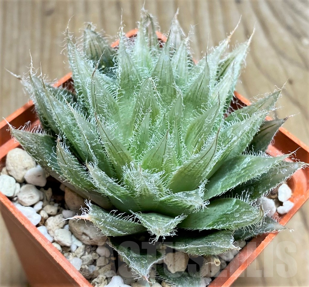 SHPR29972 Haworthia bolusii - Obrázek 2