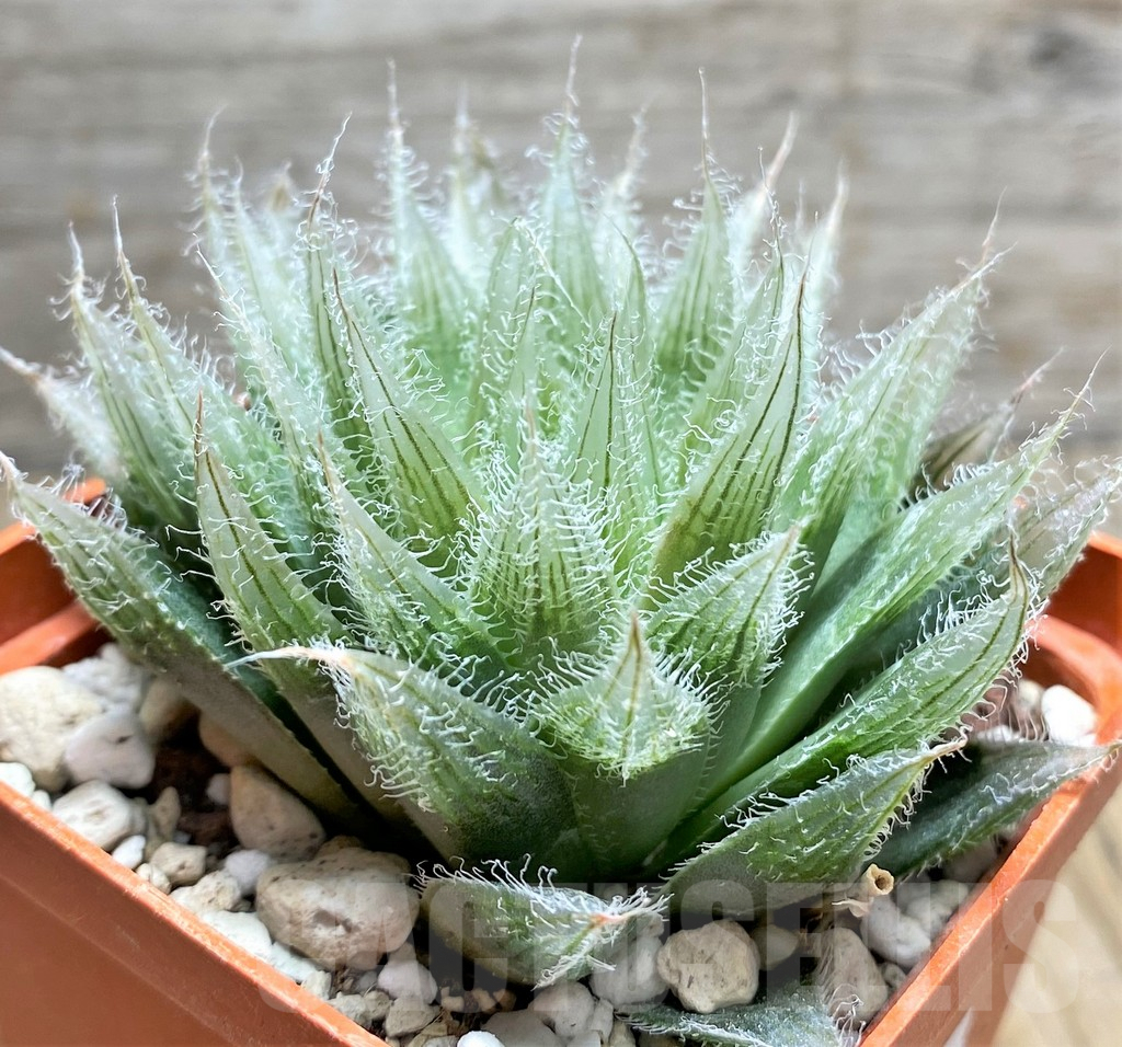 SHPR29972 Haworthia bolusii