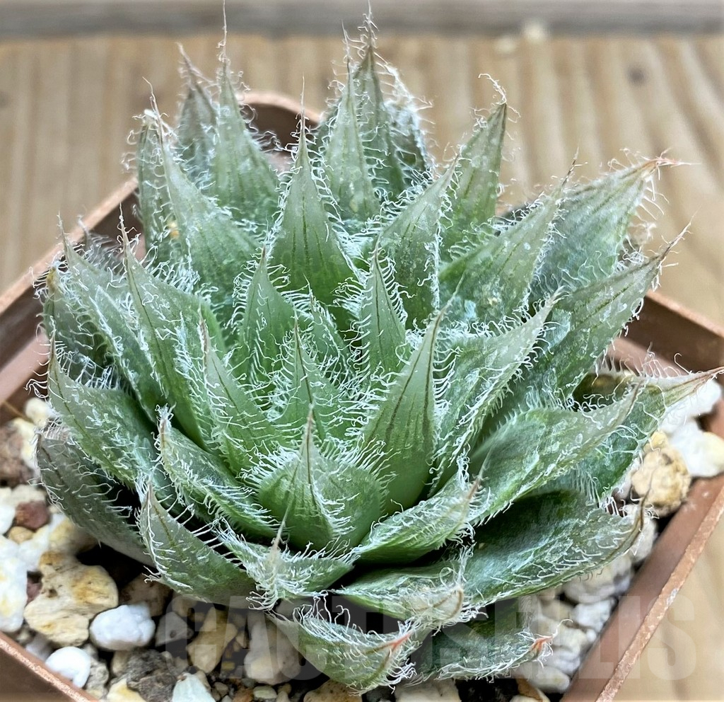 SHPR29973 Haworthia bolusii - Obrázek 2