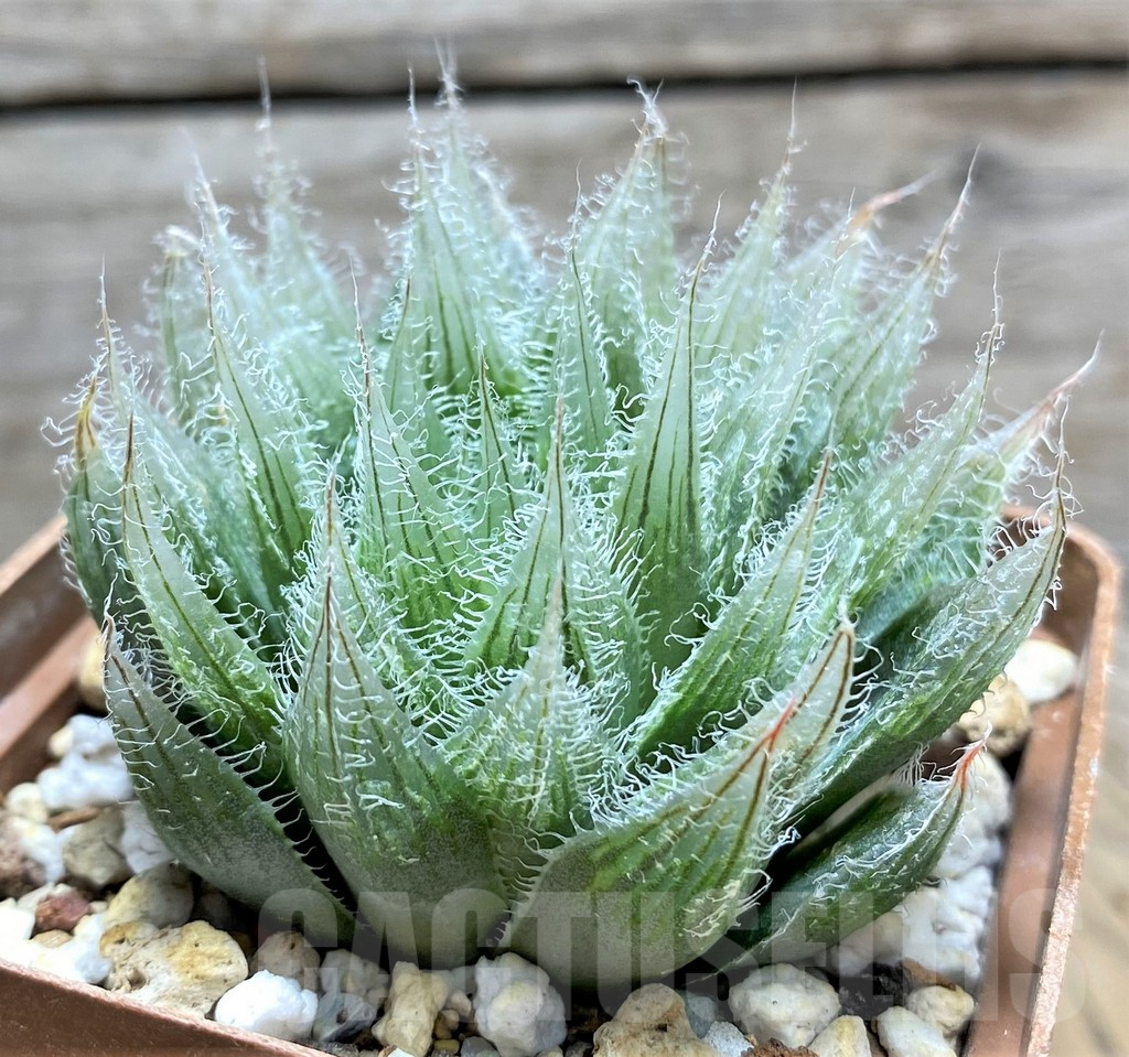 SHPR29973 Haworthia bolusii