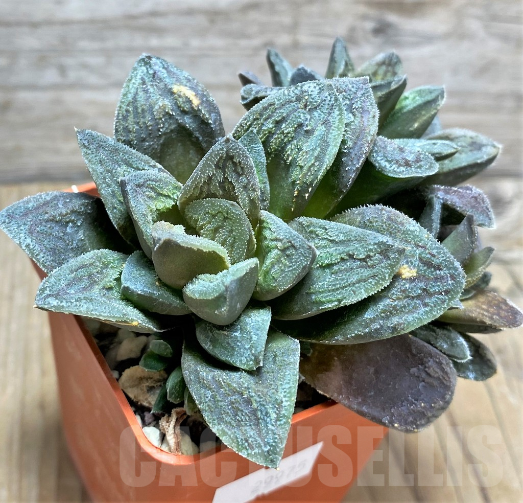 SHPR29975 Haworthia pygmaea 'Tiger Pygmaea' non variegata - Image 2
