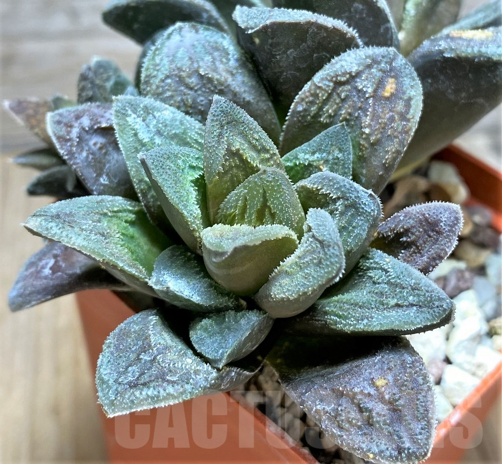 SHPR29975 Haworthia pygmaea 'Tiger Pygmaea' non variegata