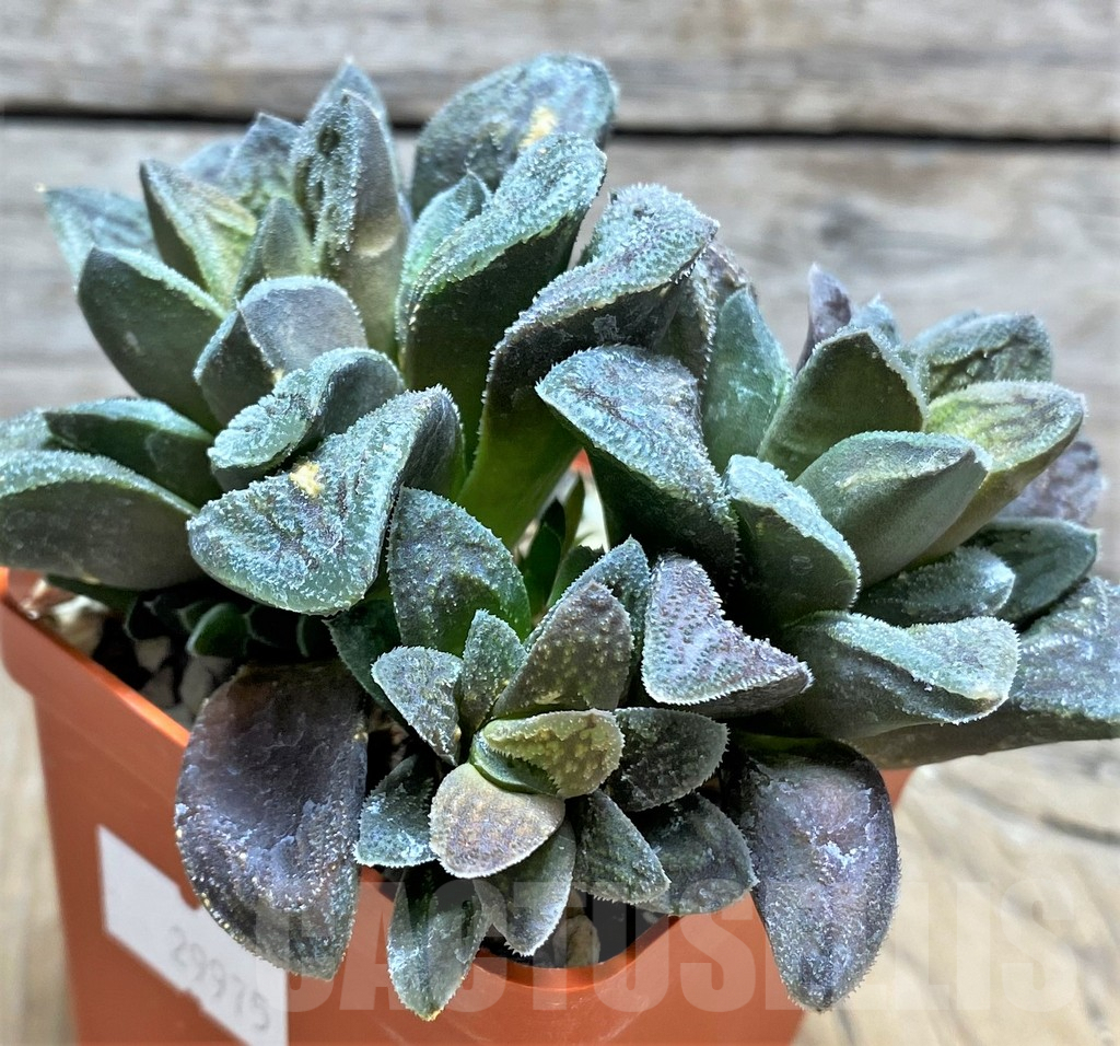 SHPR29975 Haworthia pygmaea 'Tiger Pygmaea' non variegata - Image 3